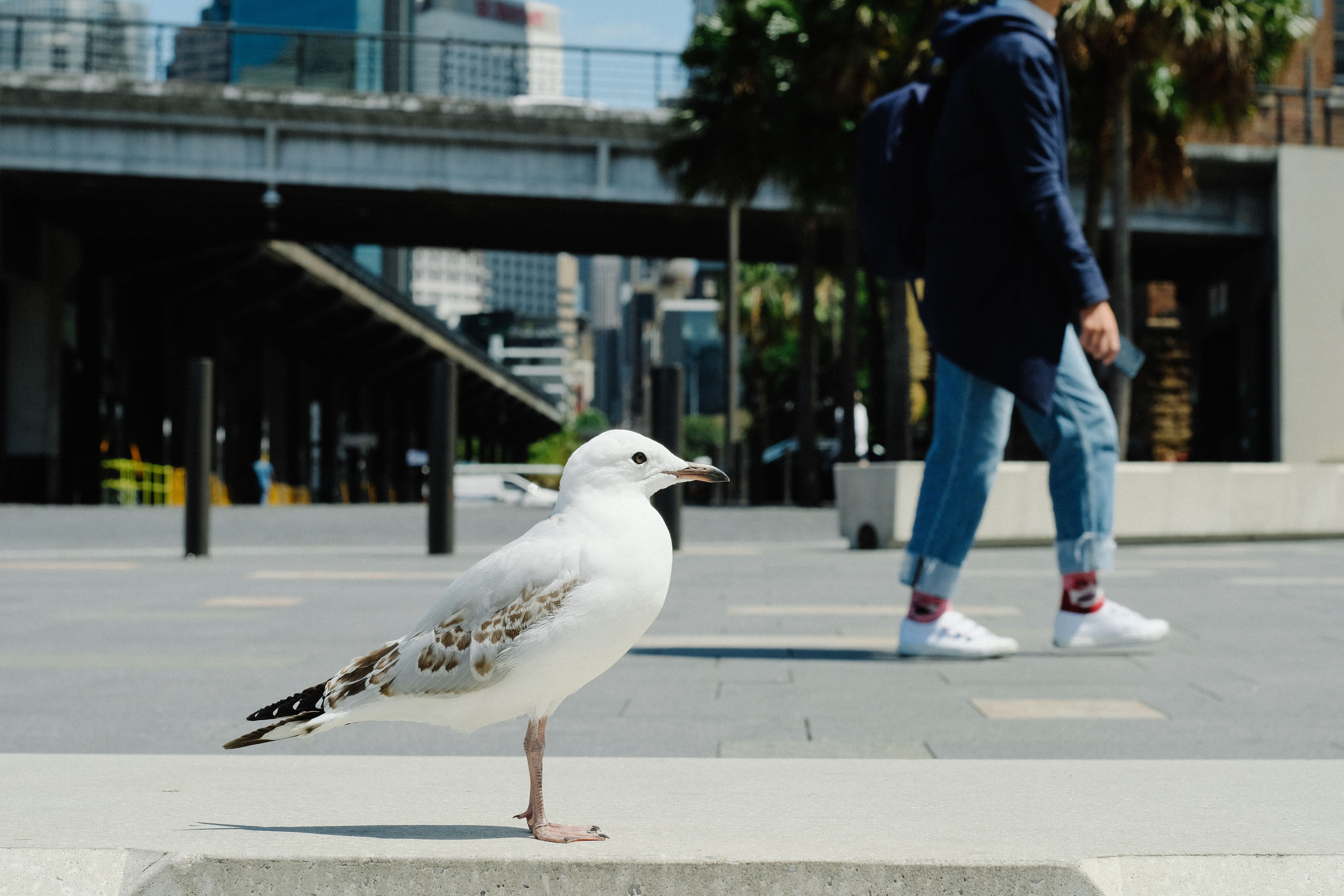 Authorities in Australia confirm Sydney’s 1st case of H5N1 bird flu strain news update image