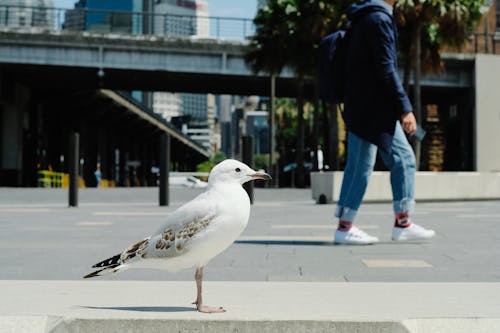Seagull on Sidewalk