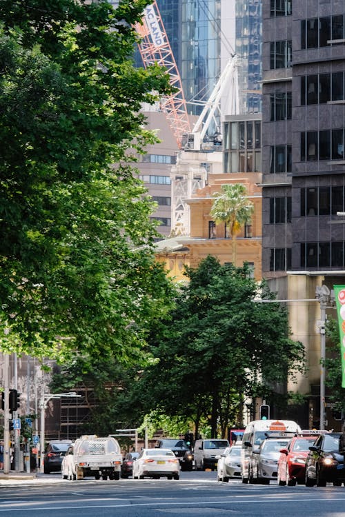 Foto profissional grátis de árvore, automóveis, cidade