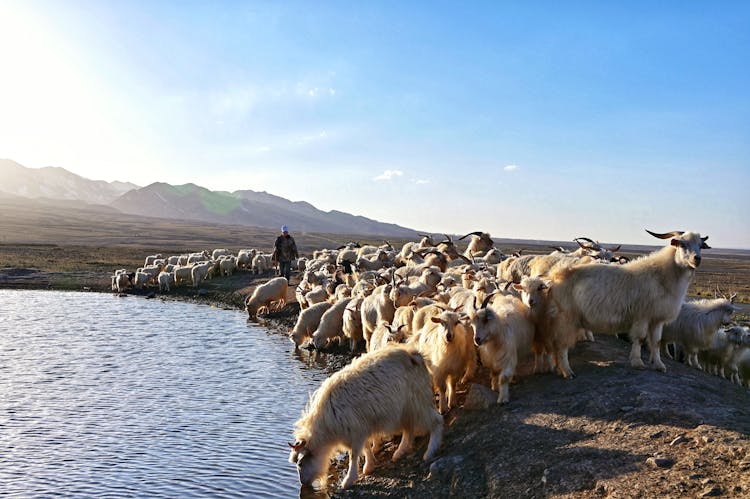 Flock Of Sheep Near Water