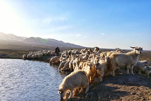 Free A herd of goats near a tranquil mountain lake with a shepherd in a rural landscape at sunset. Stock Photo