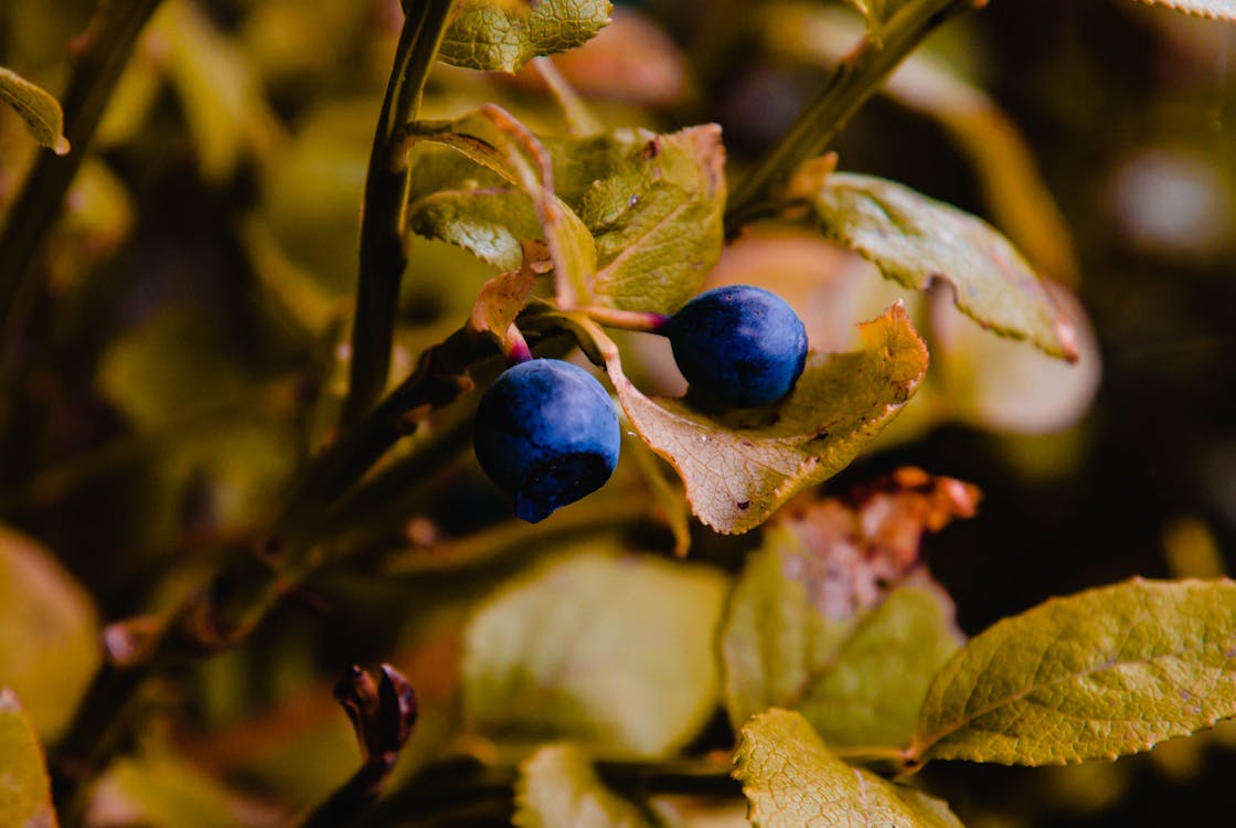 Free stock photo of berry, blue, blueberry