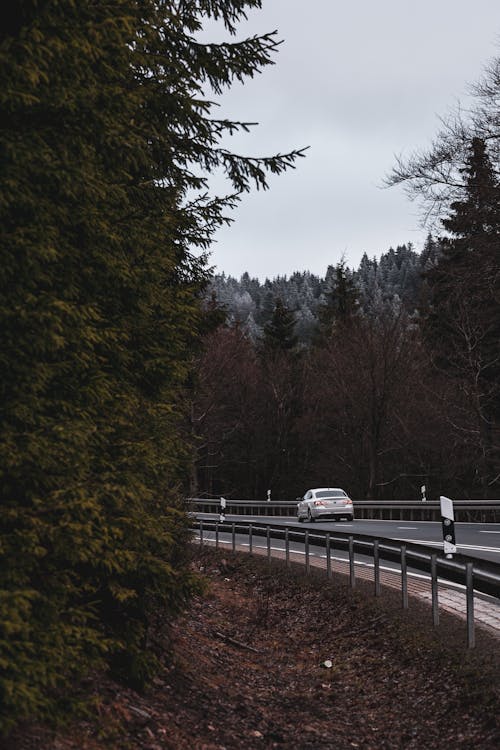 Foto profissional grátis de árvore, automóvel, dirigindo