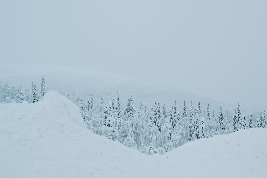 Overcast and Fog over Forest in Winter