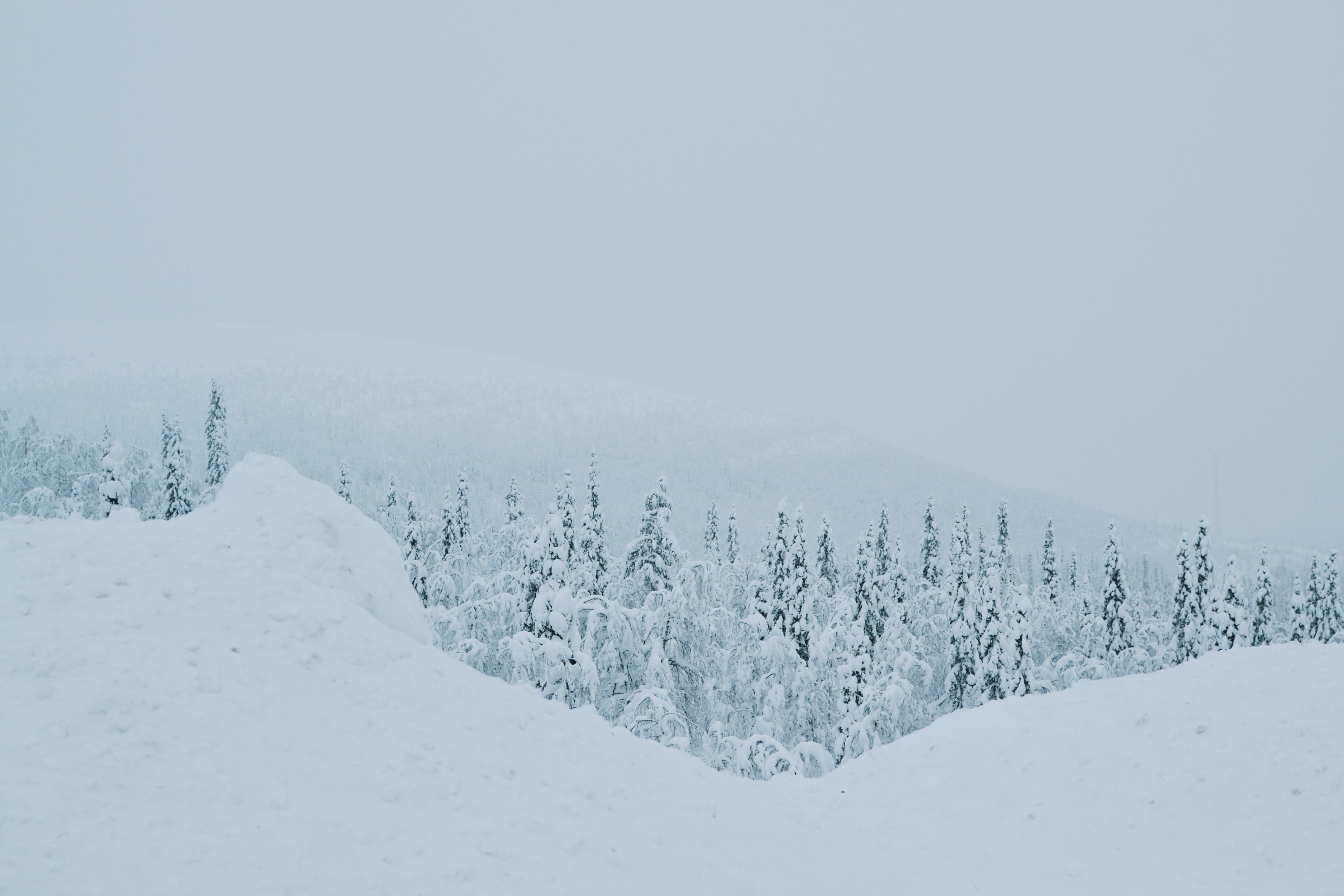 Overcast and Fog over Forest in Winter · Free Stock Photo