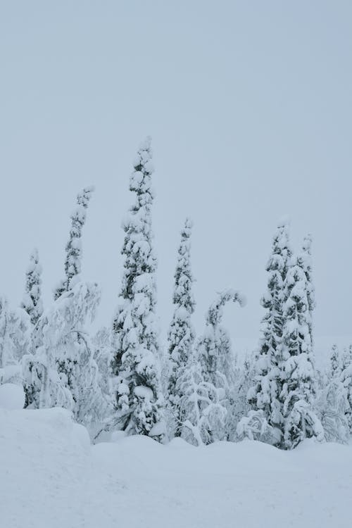 Immagine gratuita di alberi, cielo coperto, foresta