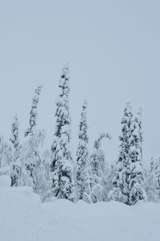 A tranquil winter scene featuring tall, snow-laden trees against an overcast sky.