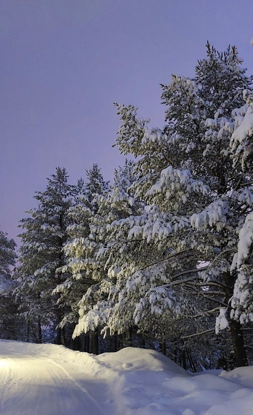 冬天的时候, 冬天的背景, 冬季 的 免费素材图片