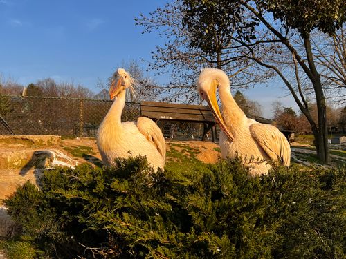 Free stock photo of bird, birds, pelican Stock Photo