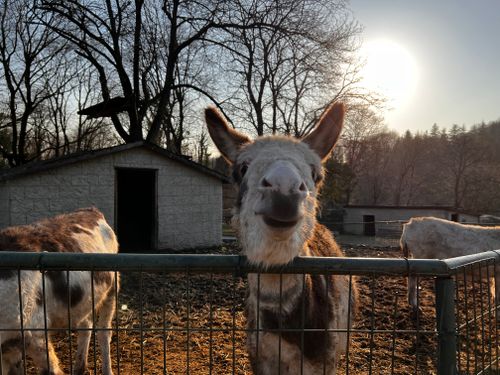 Free stock photo of be happy, beautiful, donkey Stock Photo