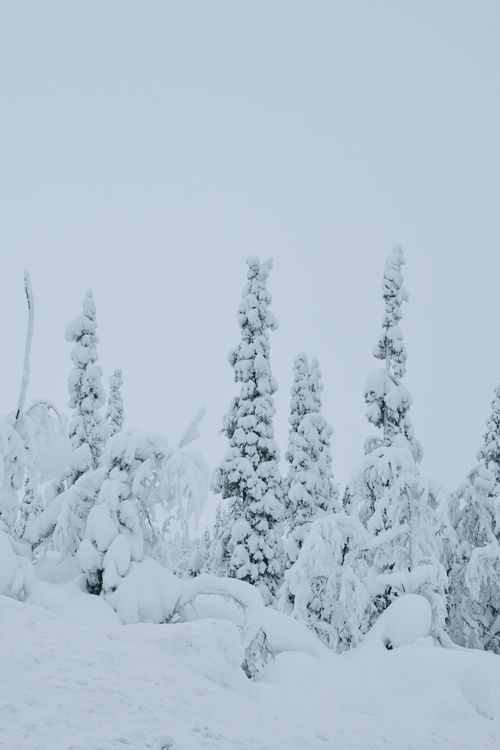 Free Majestic snow-covered evergreen trees against a cloudy winter sky. Stock Photo