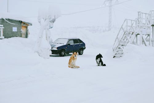 คลังภาพถ่ายฟรี ของ น่ารัก, ฤดูหนาว, ลาน