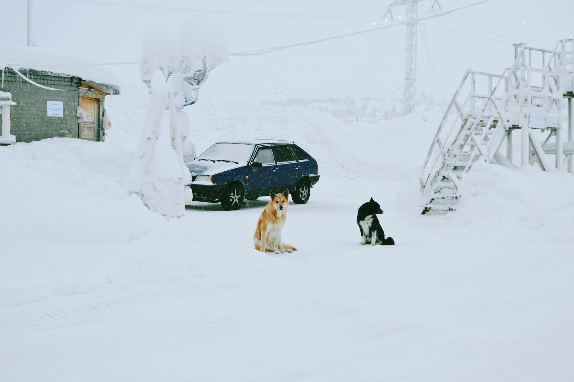 Dogs Sitting on a Snowy Yard