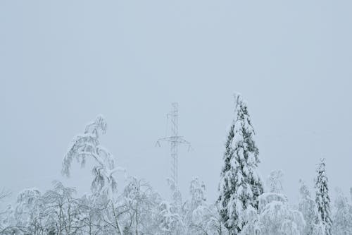 Безкоштовне стокове фото на тему «дерева, застуда, зима»