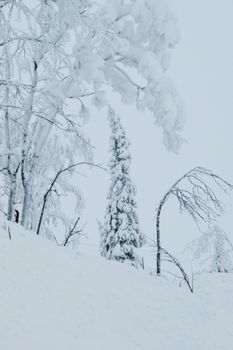 A tranquil winter landscape with snow-laden trees capturing the essence of winter.