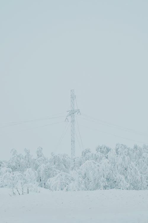 Trees and Transmission Tower in Snow and Fog