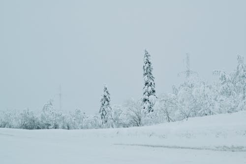 Kostenloses Stock Foto zu bäume, bedeckt, kalt