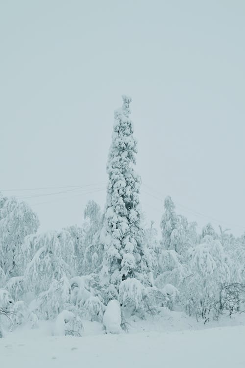 Foto d'estoc gratuïta de arbres, blanc, bosc