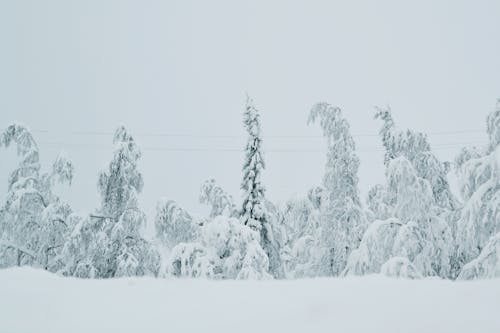 Forest in Snow and under Fog