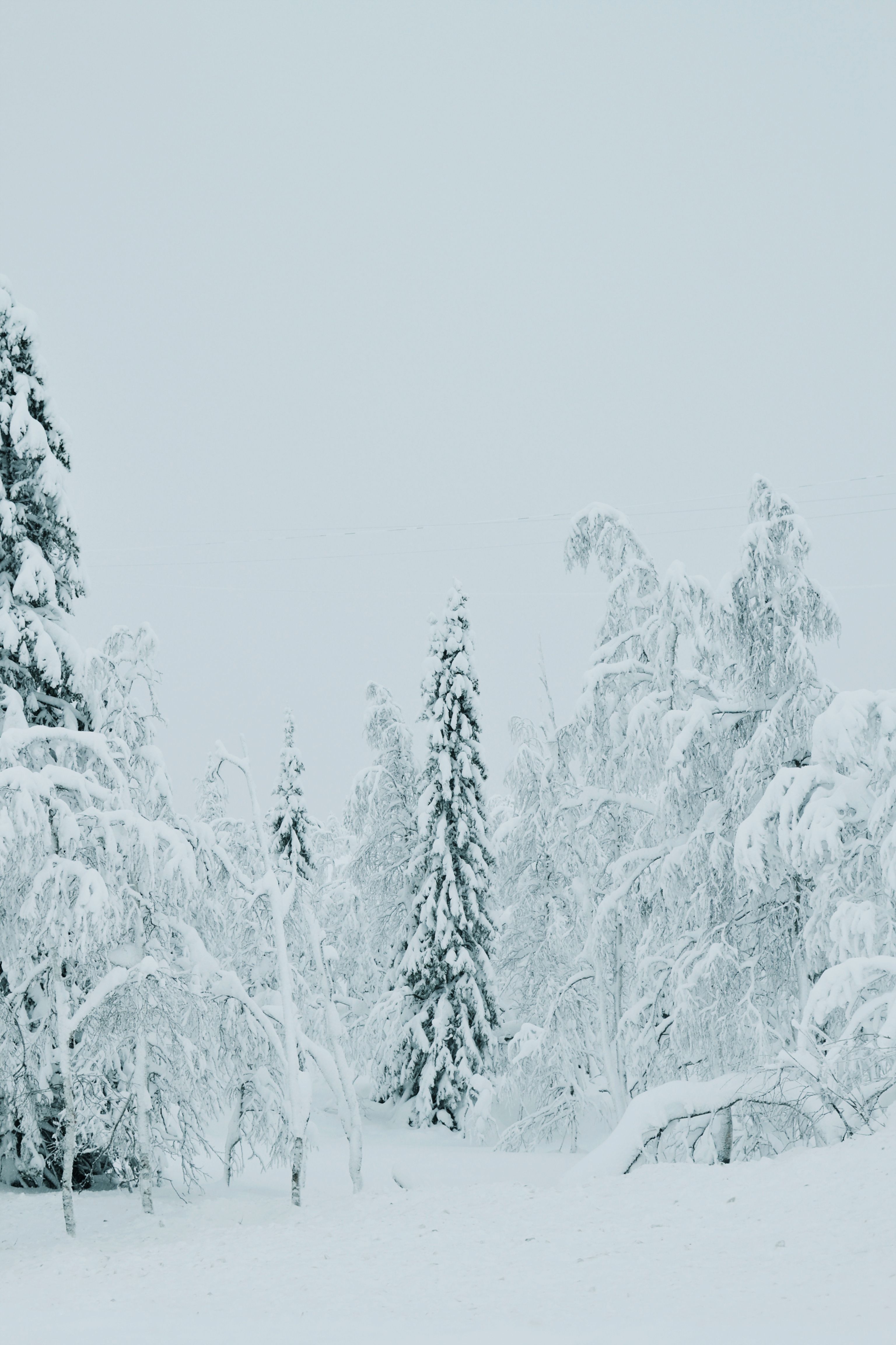 Serene snow-covered forest scene captures the tranquility of winter's untouched beauty.