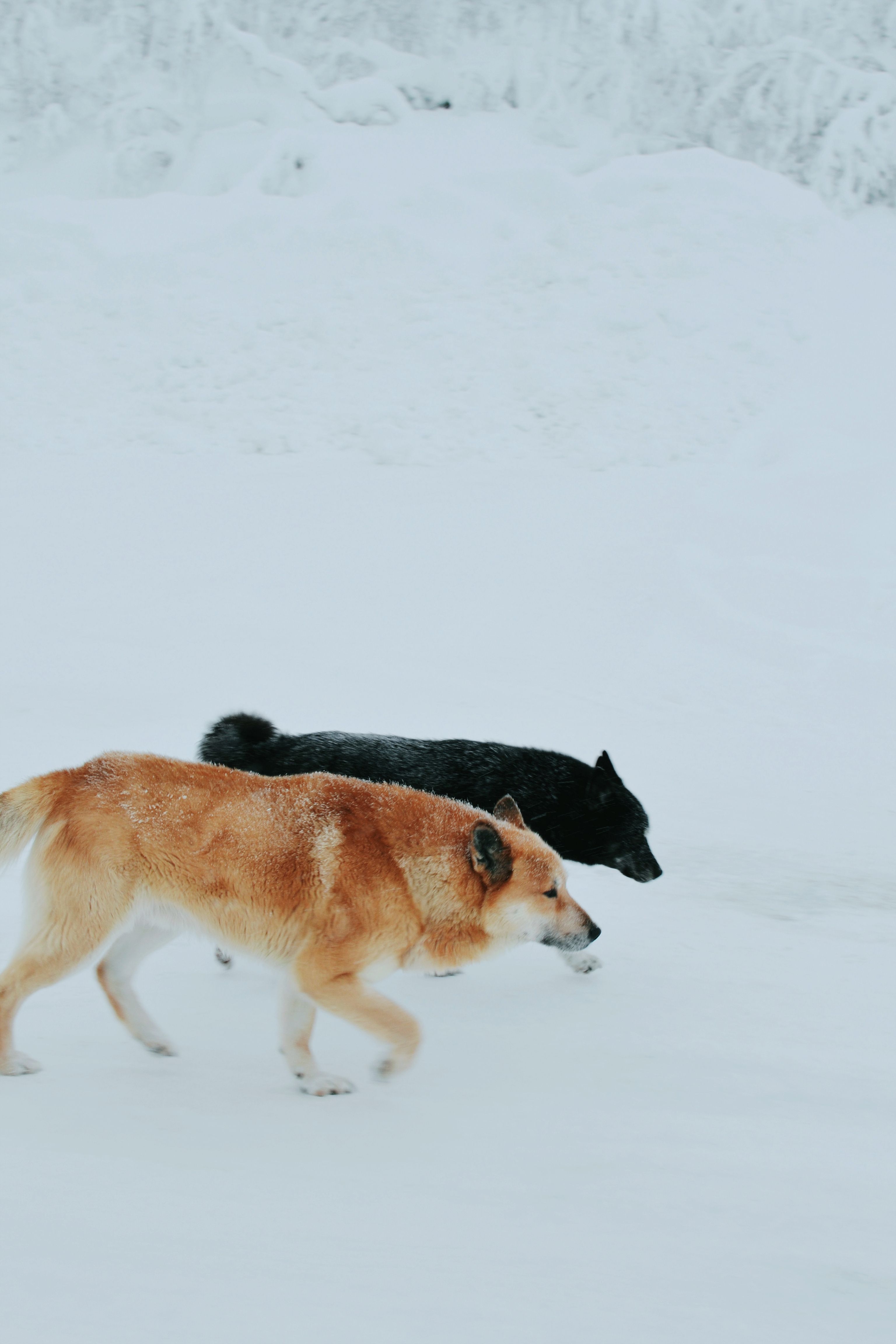 Two Dogs Walking in the Snow · Free Stock Photo