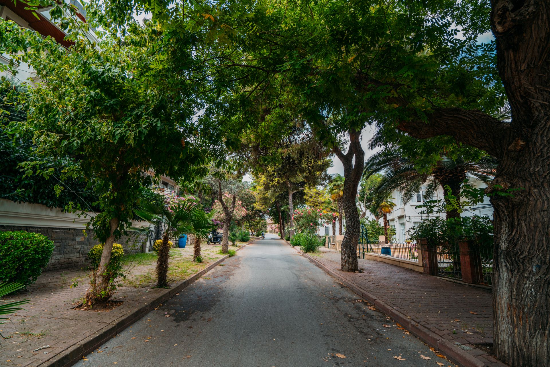 Tree-lined residential street in Fort Mill SC