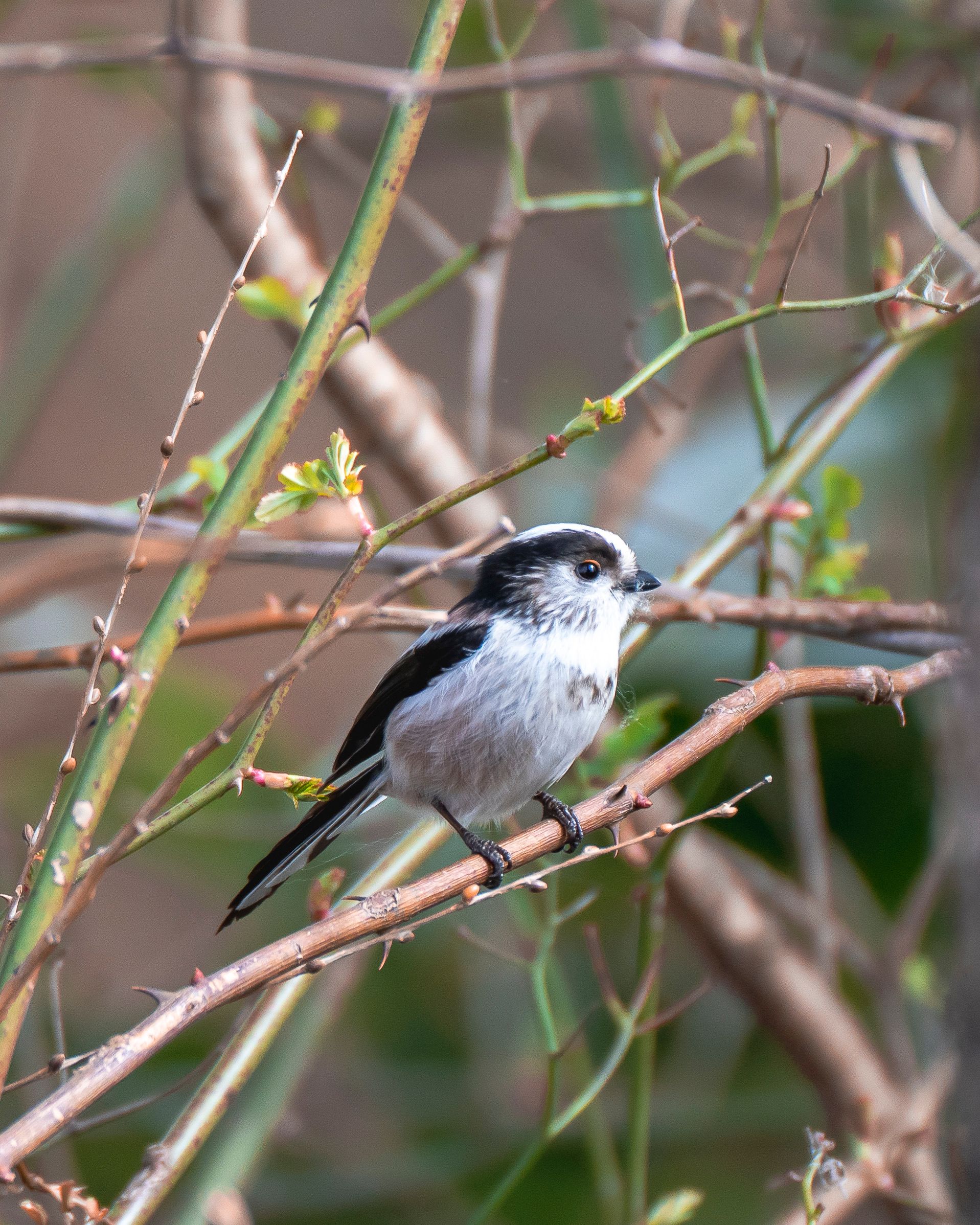 Close-up of a Long-tailed Bushtit · Free Stock Photo