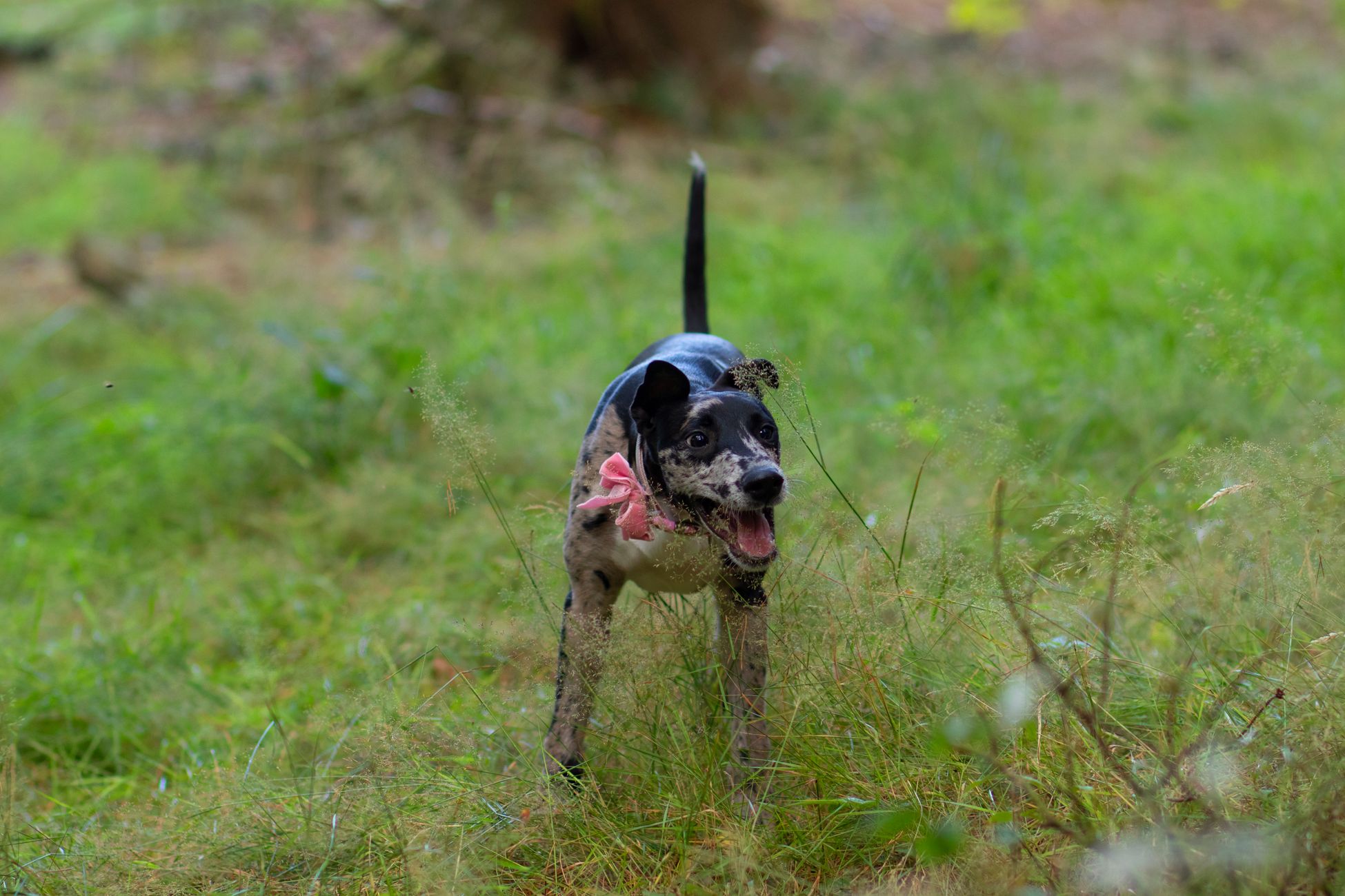 Grasaren vormen gevaar voor honden