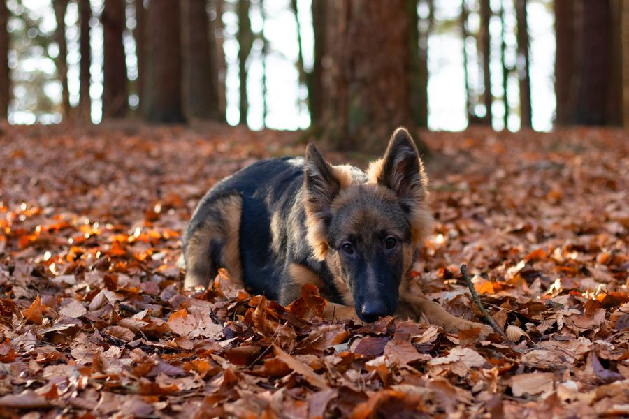 Dog lying in fallen autumn leaves