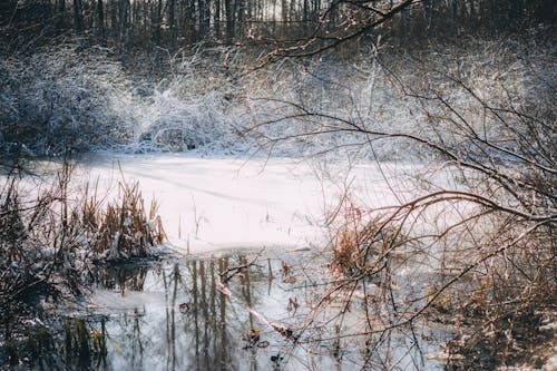 Snowy Winter Landscape 