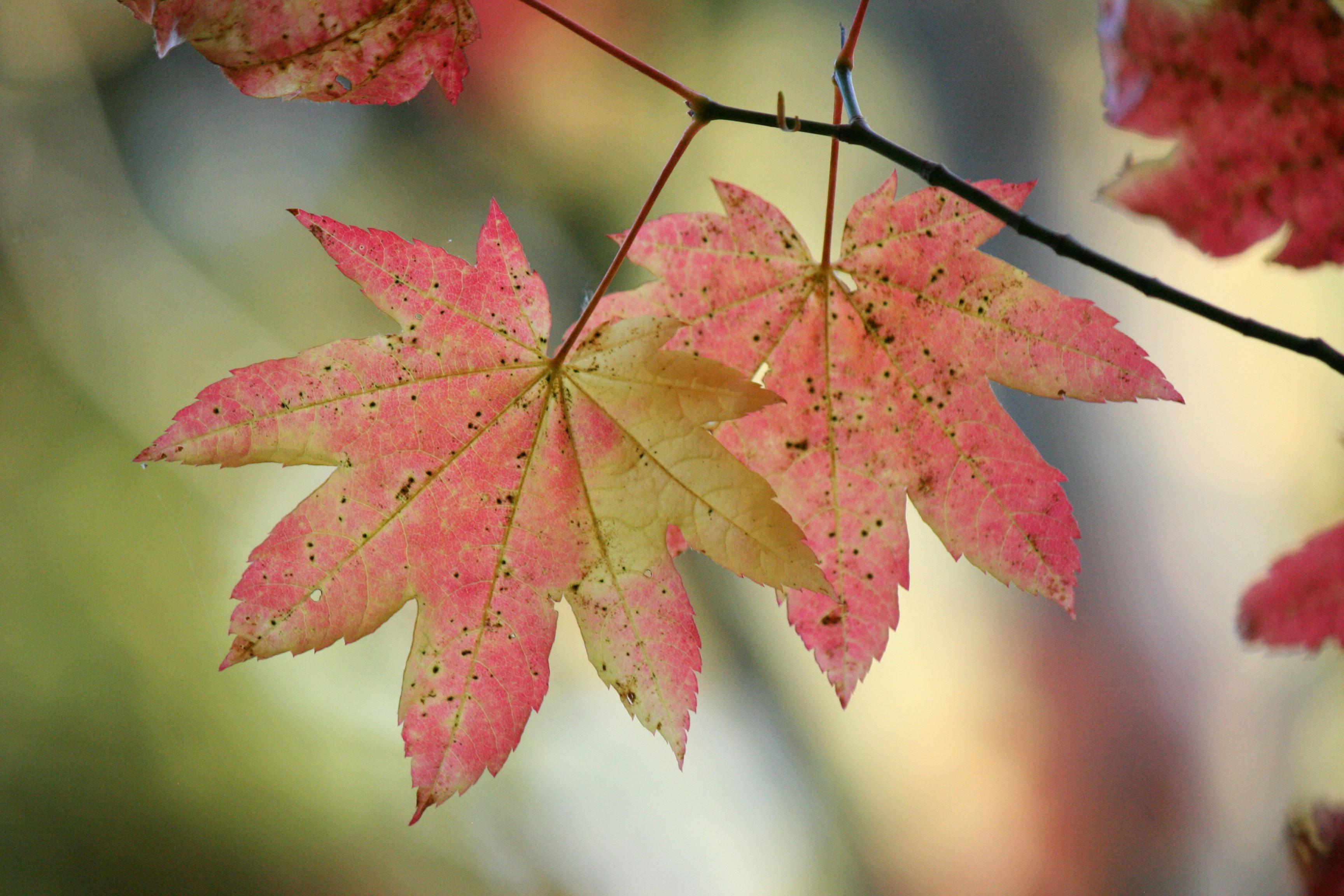 Woman arranging pillows on a bed