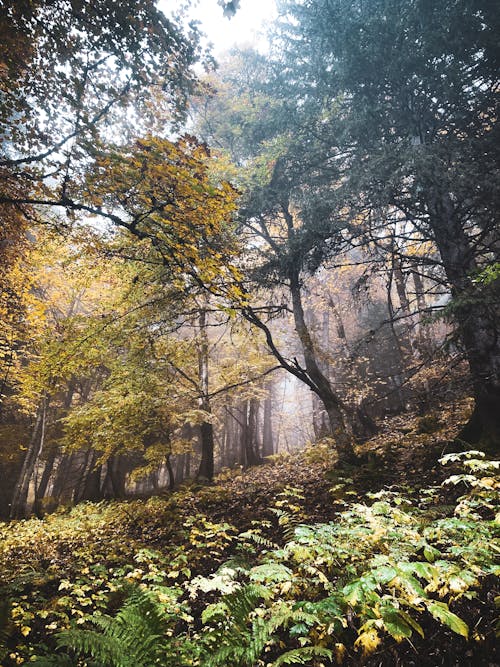 Gratis lagerfoto af efterår, landskab, lodret skud