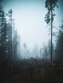 A serene, misty forest scene with tall trees enveloped in fog, capturing the tranquil beauty of nature.