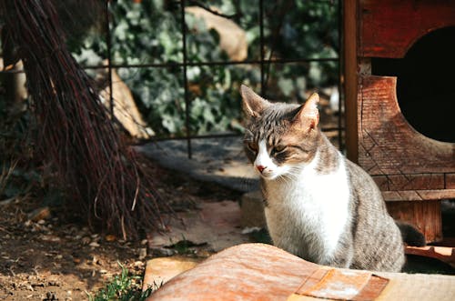 Kitty Sitting next to Wooden Shelter