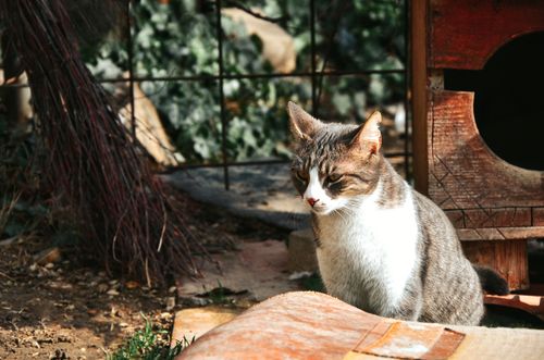 Free A cute cat sits beside a wooden shelter outdoors on a sunny day, surrounded by greenery. Stock Photo