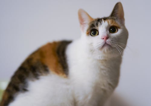 Chat Calico