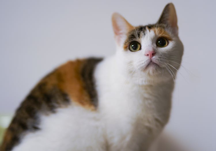 Calico Cat