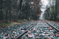 秋天的森林里，一只孤独的鹿站在铁轨上，四周环绕着落叶