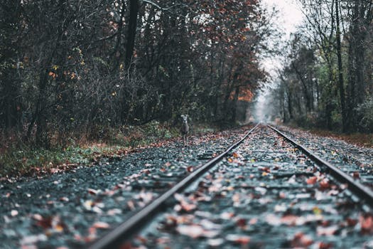 秋天的森林里，一只孤独的鹿站在铁轨上，四周环绕着落叶