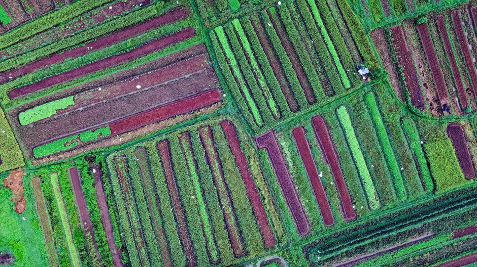 Satellite imagery overlaid on farmland for crop monitoring