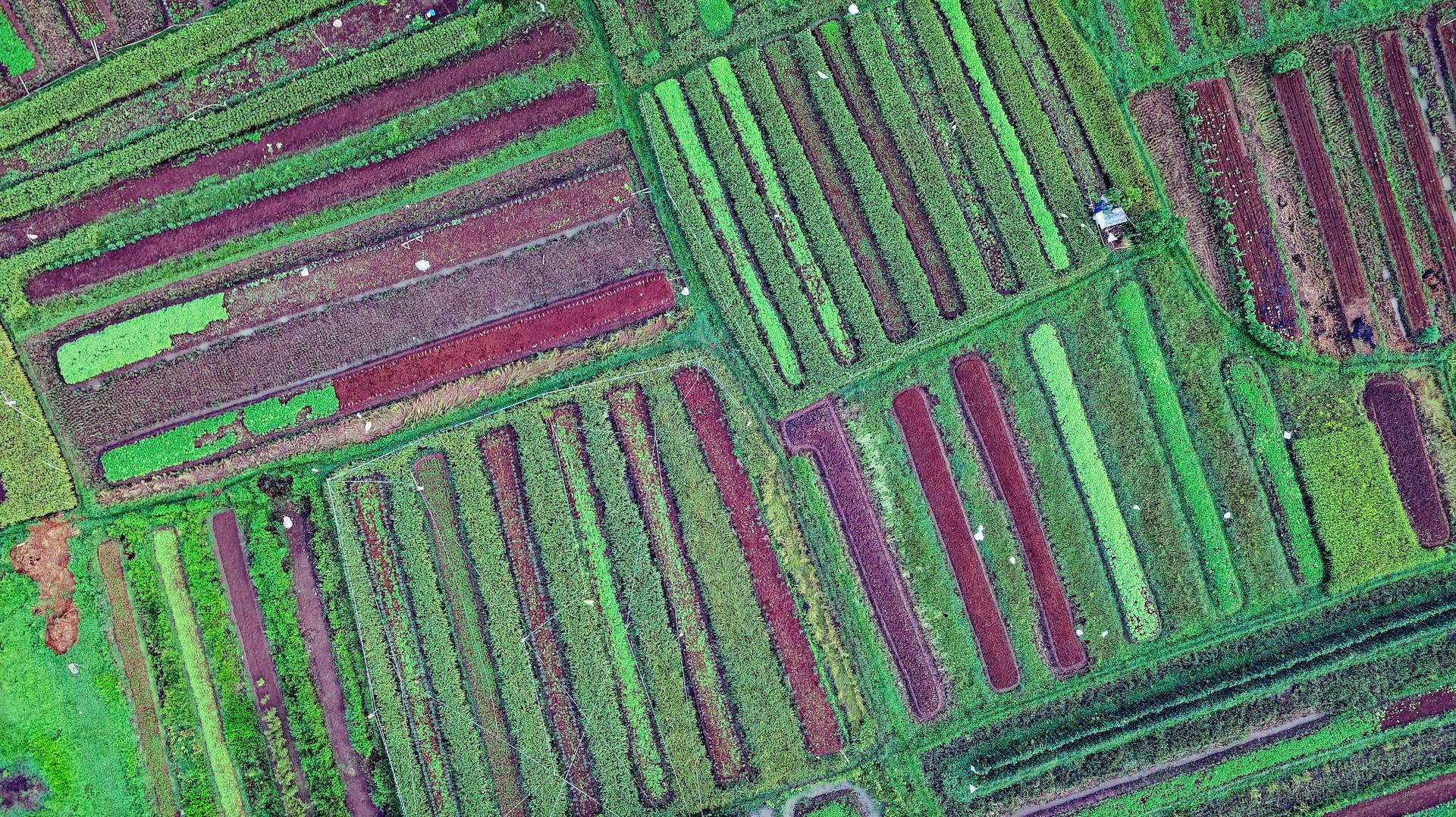 A vibrant aerial shot of agricultural fields in Cisauk, Banten, showcasing diverse crops.