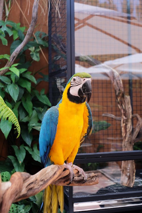 Colorful Parrot on Branch