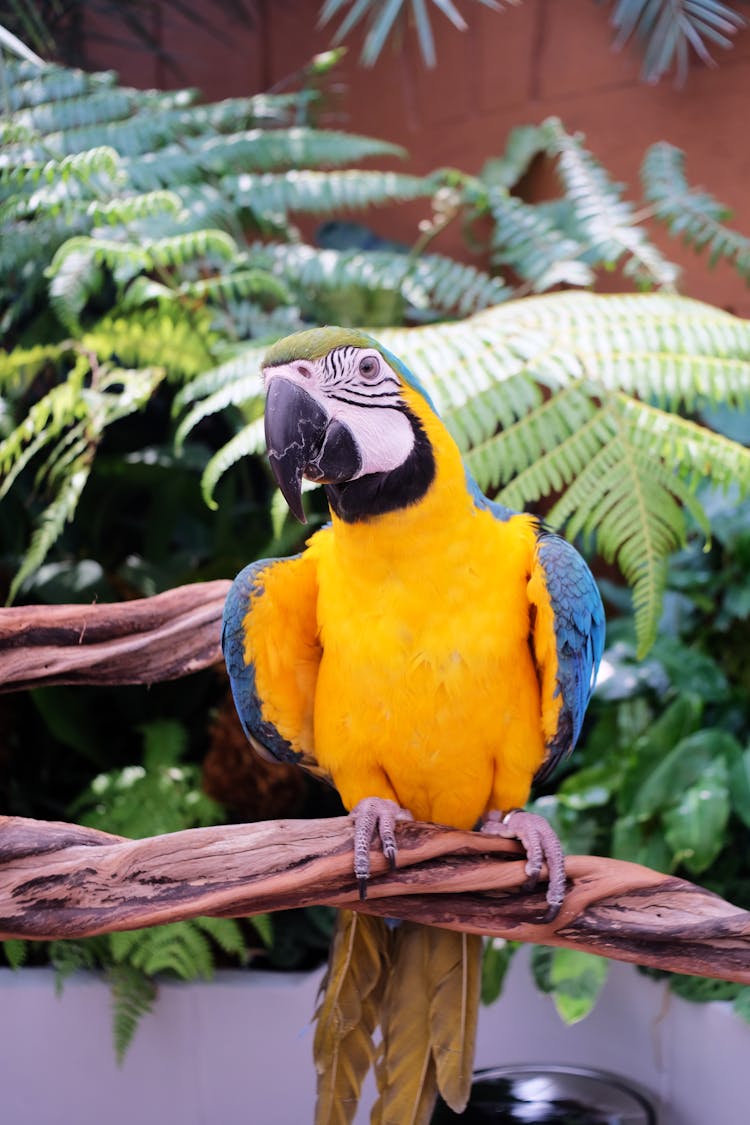 A Macaw Sitting On A Stick 