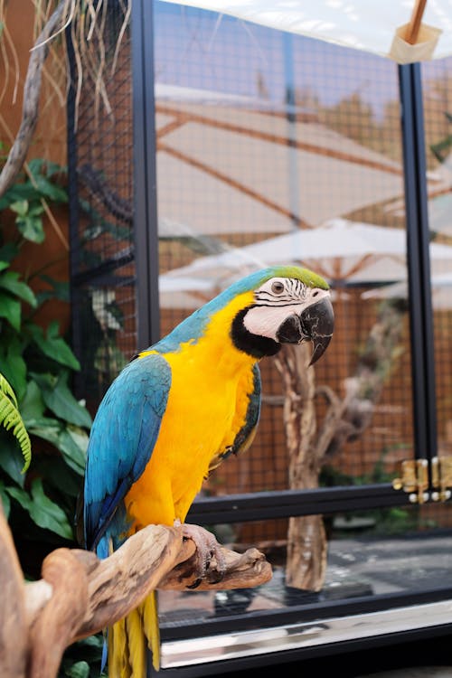 Close up of Parrot