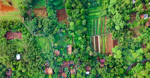 Chế độ Xem Bằng Mắt Chim (Bird's Eye View Photography) Về Những Cánh đồng Có Cây Cối Bao Quanh