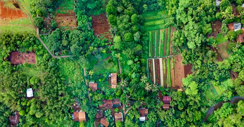 Free Lush green agricultural fields in Cisauk, Indonesia viewed from above. Stock Photo