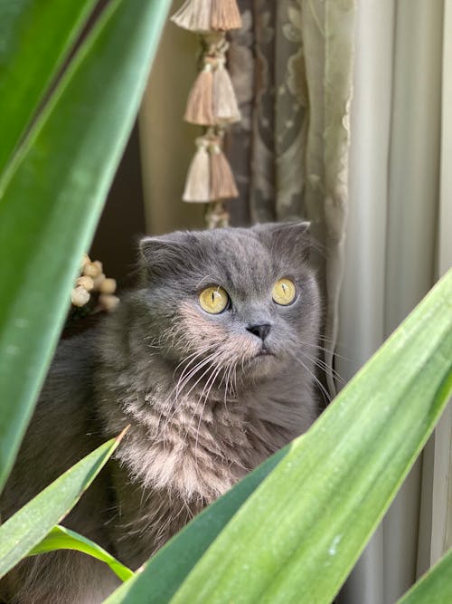 A British Shorthair Cat behind a Plant 