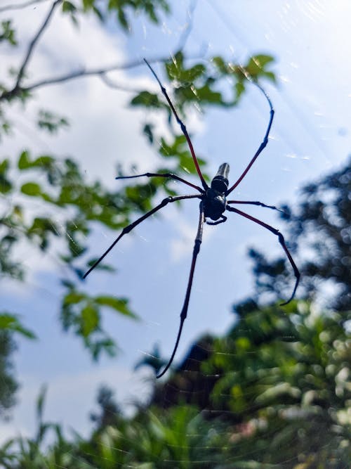 Photos gratuites de araignée, araignée de jardin européenne, beauté de la nature