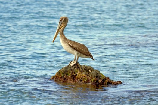 Californian Brown Pelican, St Lucia