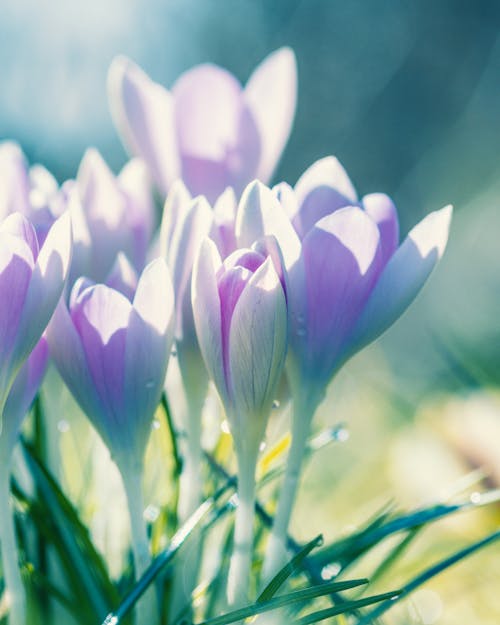 Free stock photo of buds, colorful flowers, crocuses